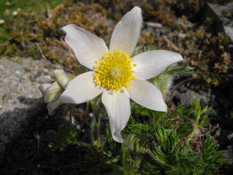 Pulsatilla vulgaris 'alba' photo